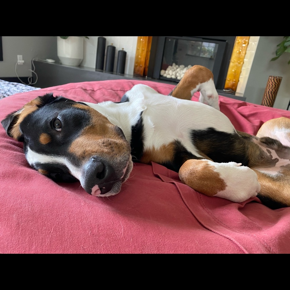 Meet your Posher, Hannah